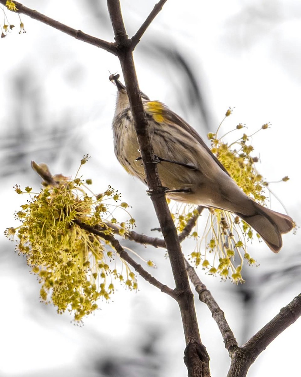 Yellow-rumped Warbler - ML633945358