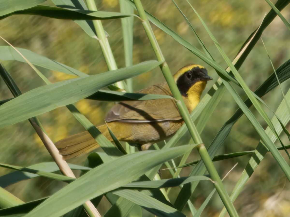 Belding's Yellowthroat - ML633945545