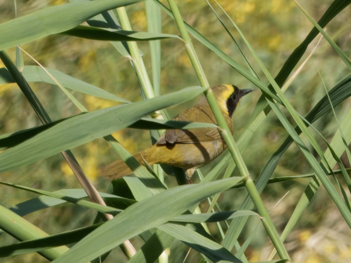 Belding's Yellowthroat - ML633945550