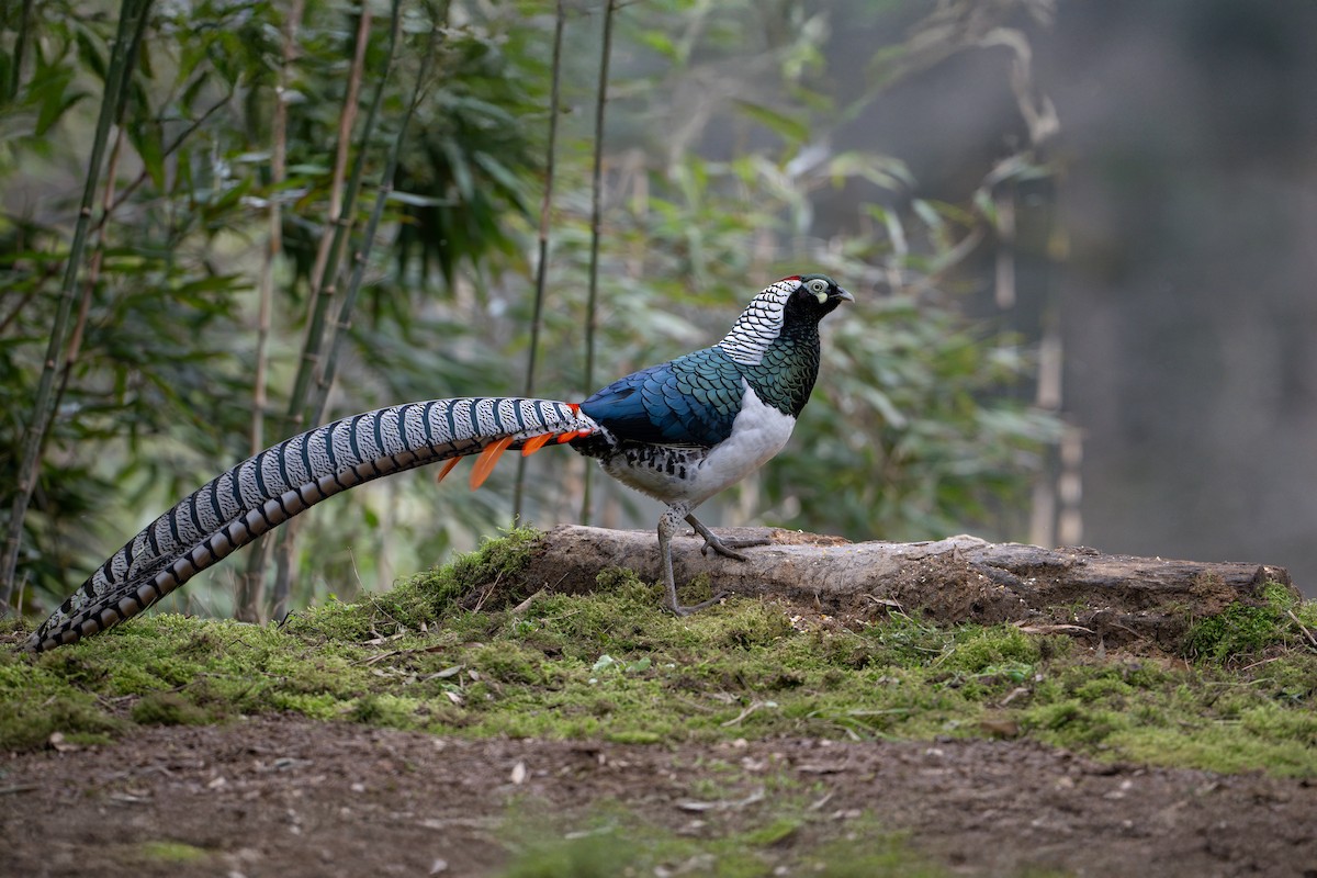 Lady Amherst's Pheasant - ML633945552