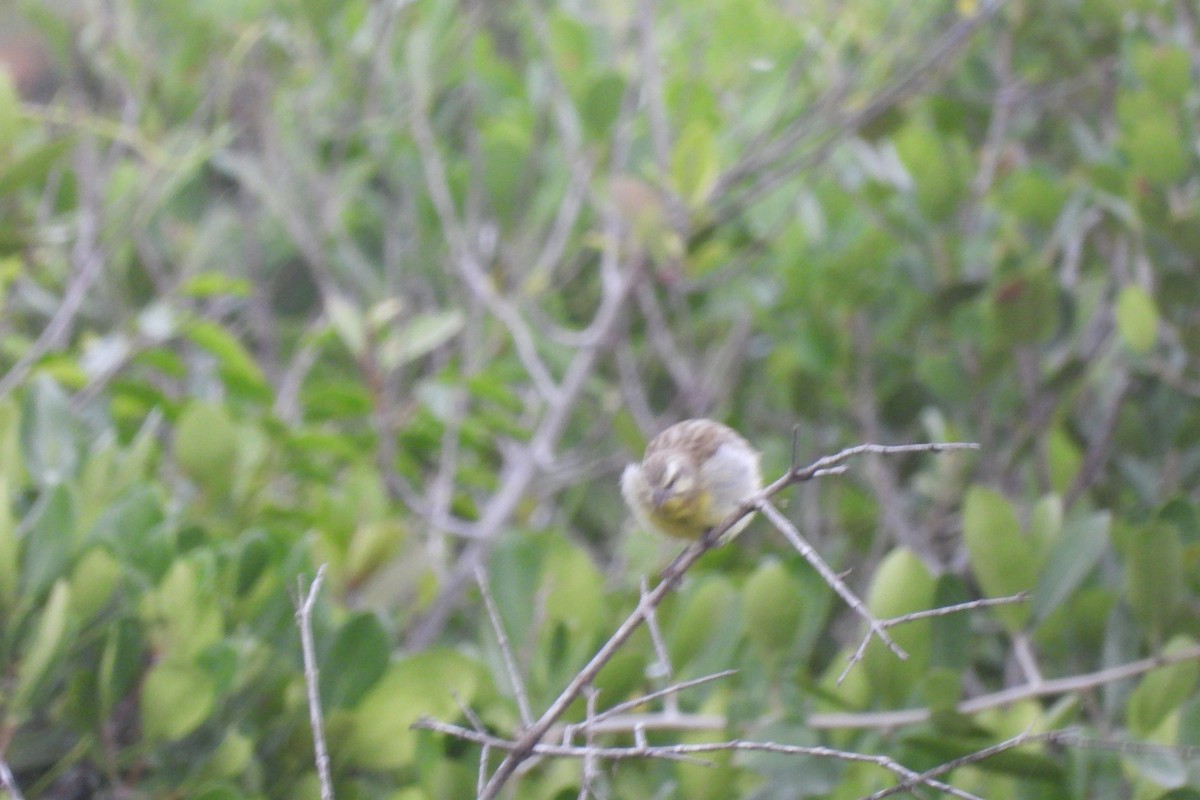 Lemon-breasted Seedeater - ML633945676