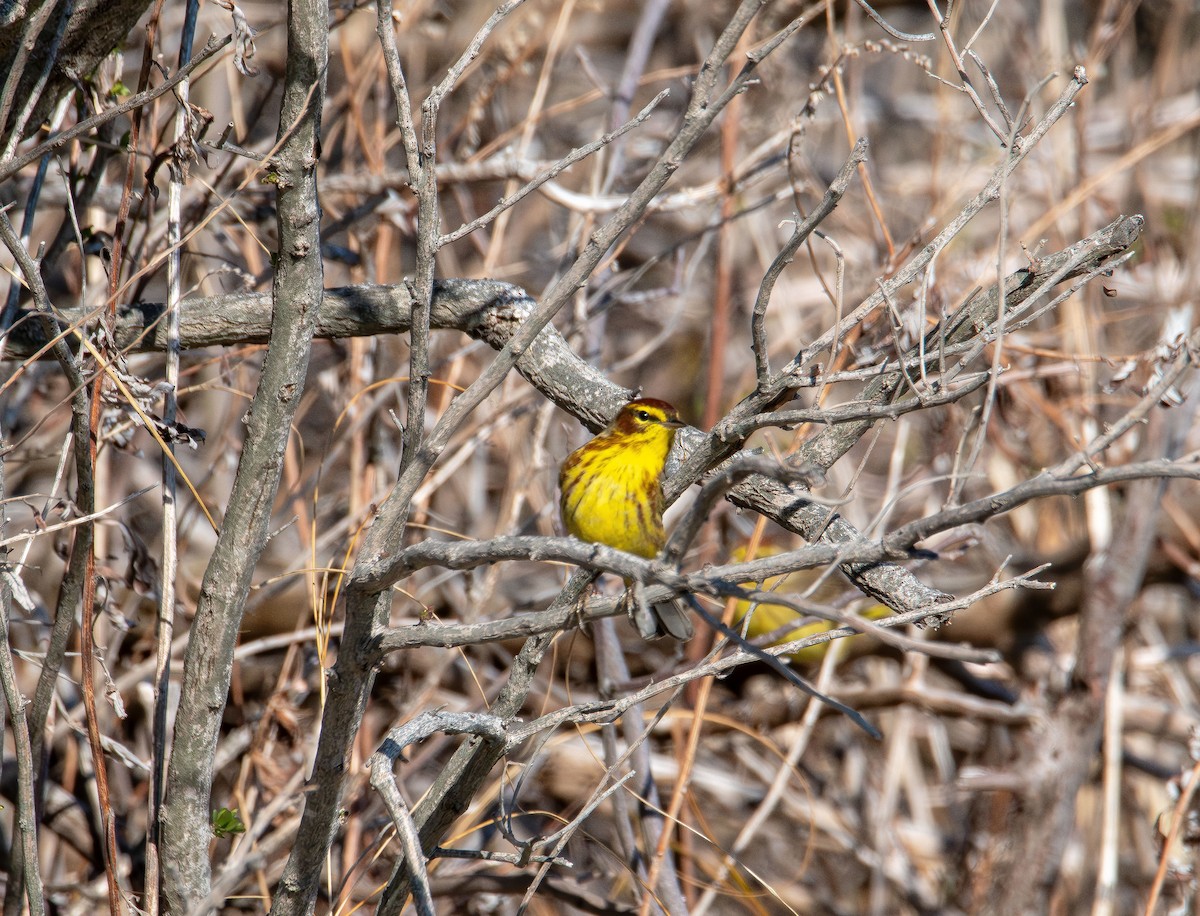Palm Warbler - ML633945678