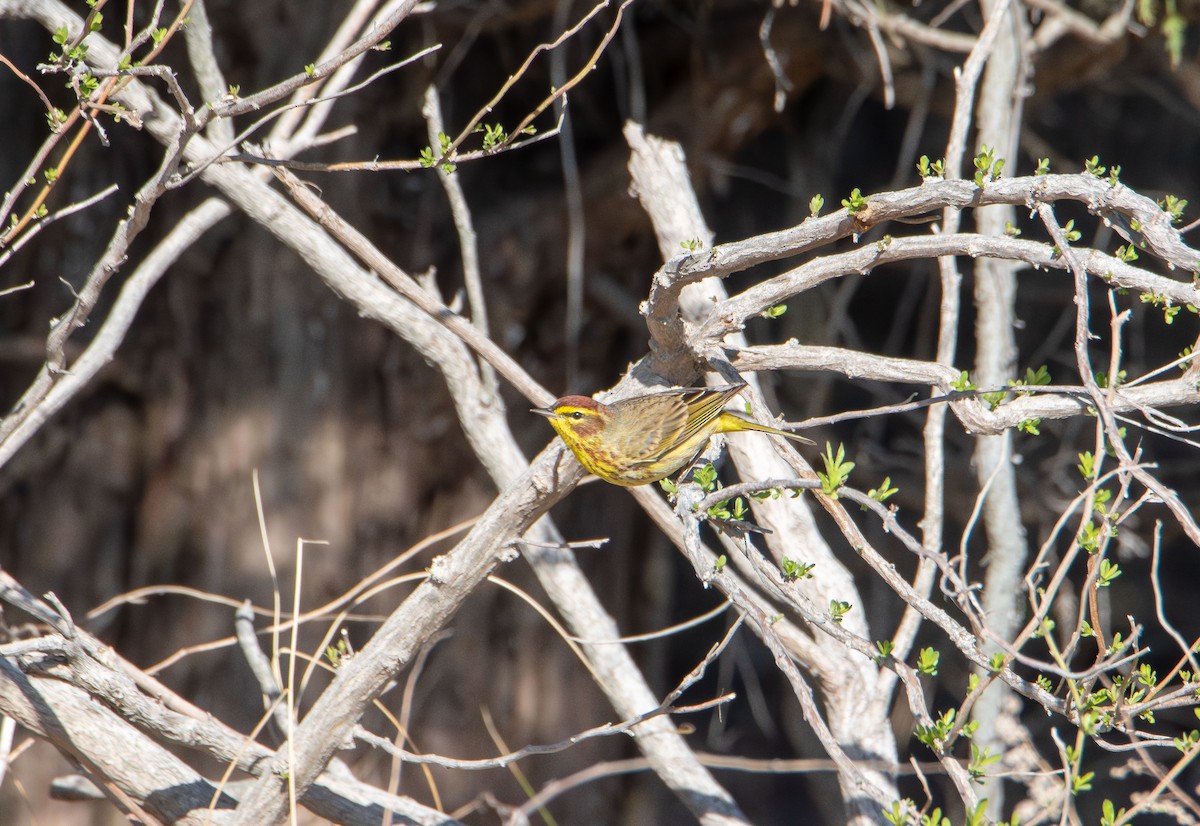 Palm Warbler - ML633945684