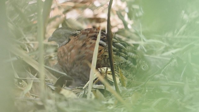 Singing Quail - ML633945692