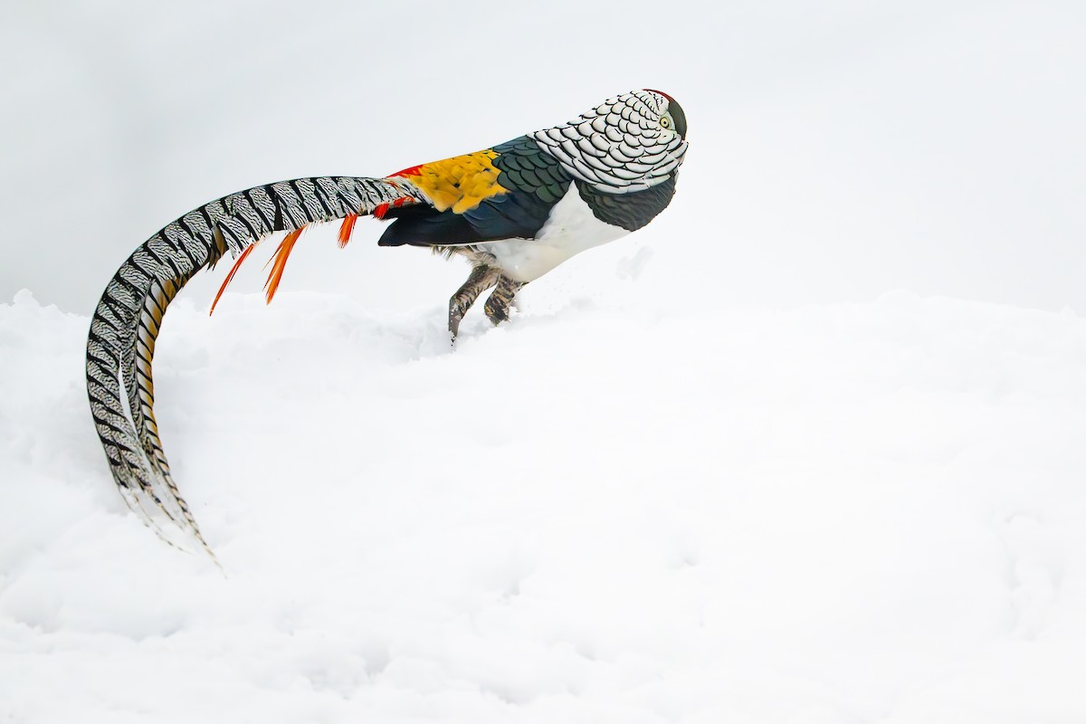 Lady Amherst's Pheasant - ML633945703