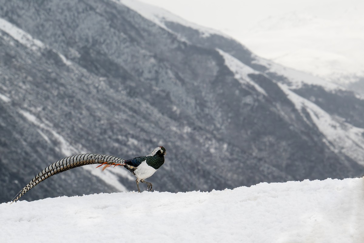 Lady Amherst's Pheasant - ML633945705