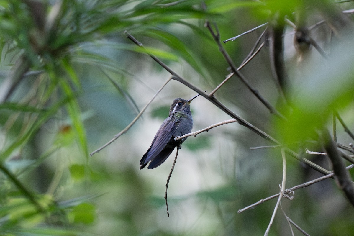 Amethyst-throated Mountain-gem - ML633945706