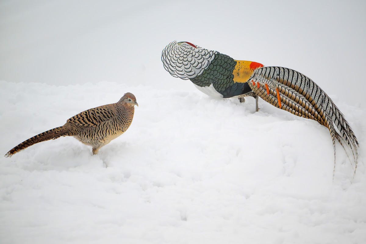 Lady Amherst's Pheasant - ML633945768