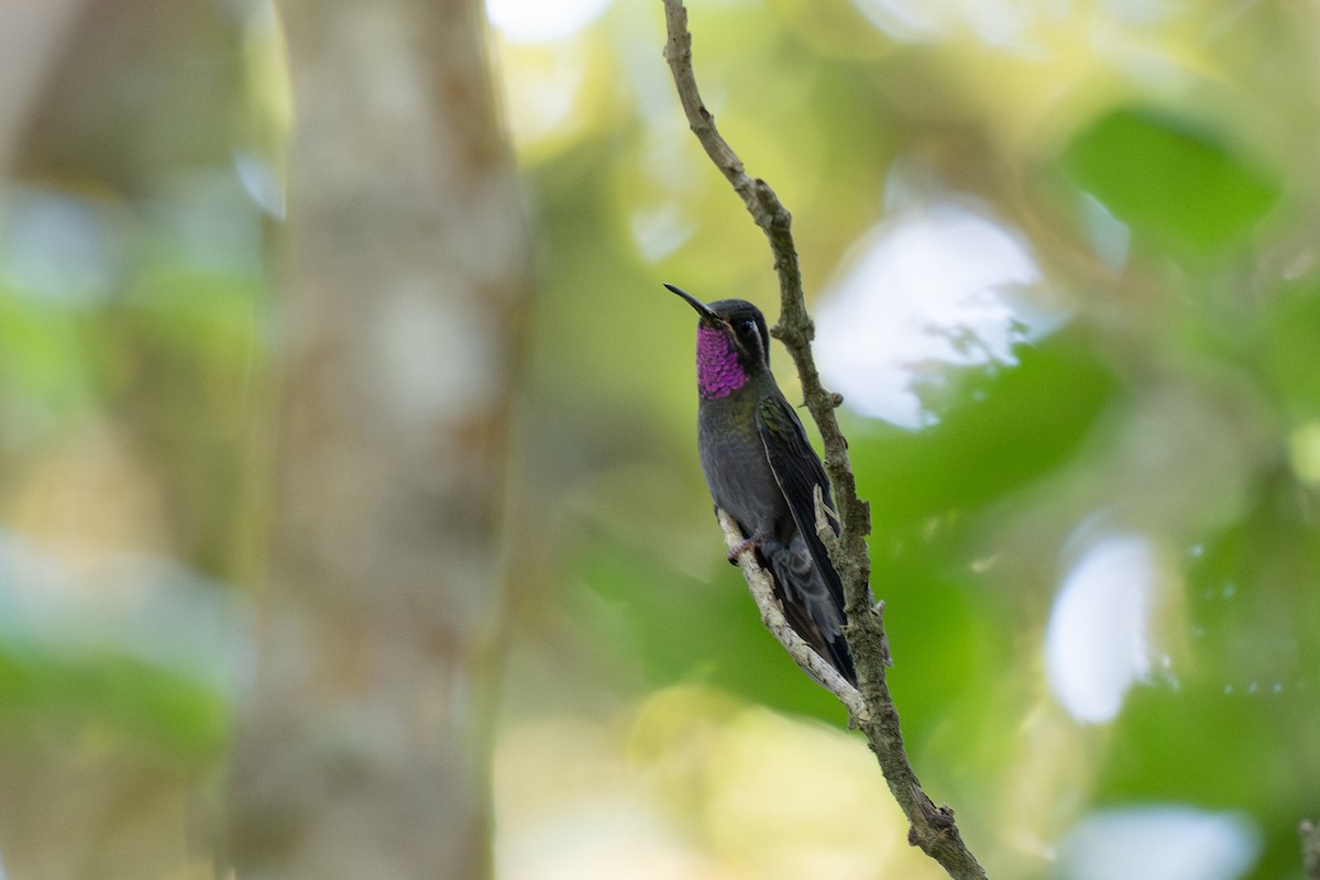 Amethyst-throated Mountain-gem - ML633945797
