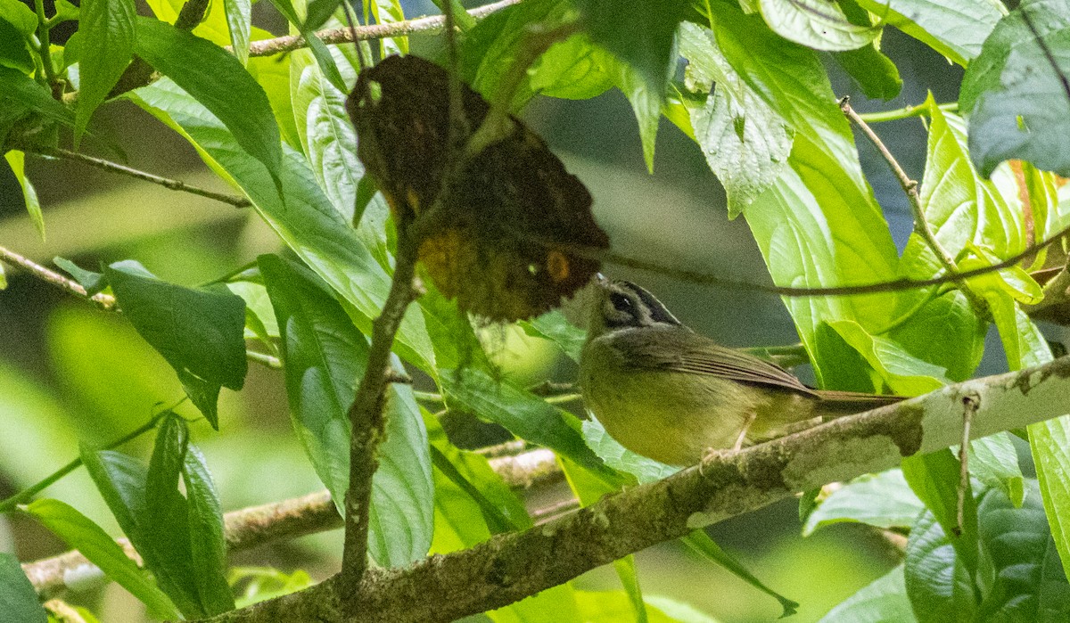 Costa Rican Warbler - ML633945860