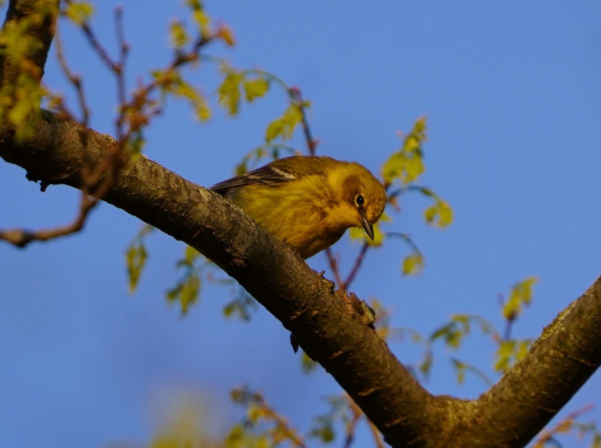 Pine Warbler - ML633945949