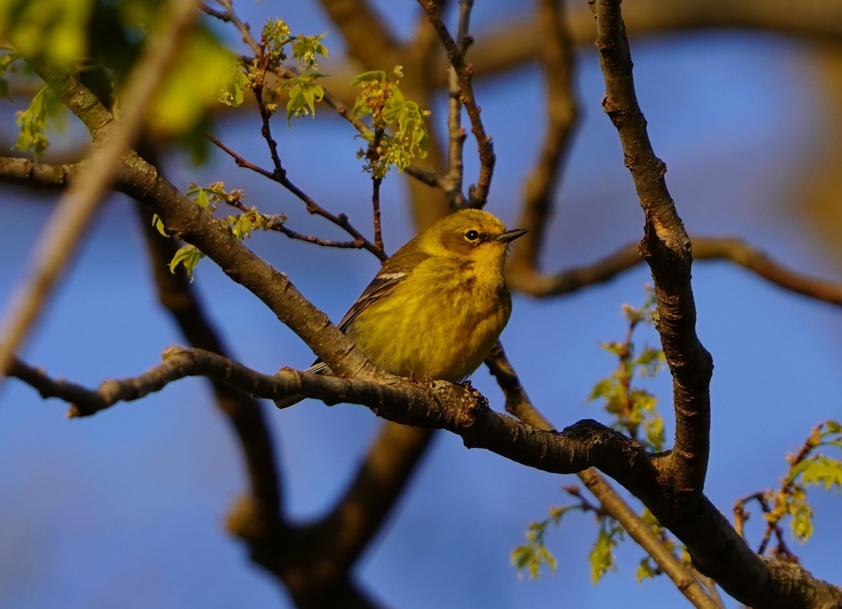 Pine Warbler - ML633945950