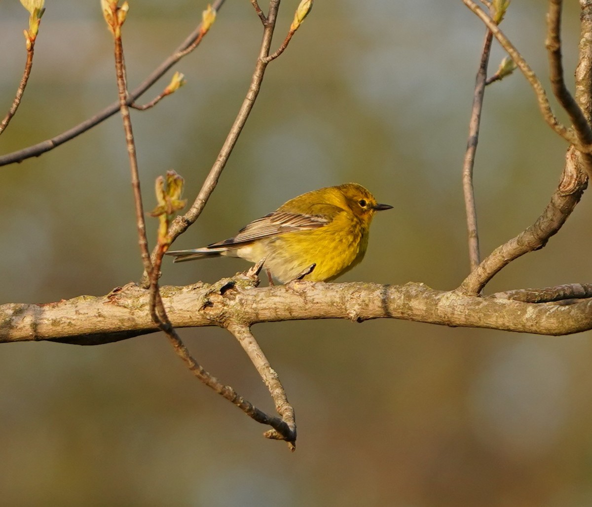 Pine Warbler - ML633945951