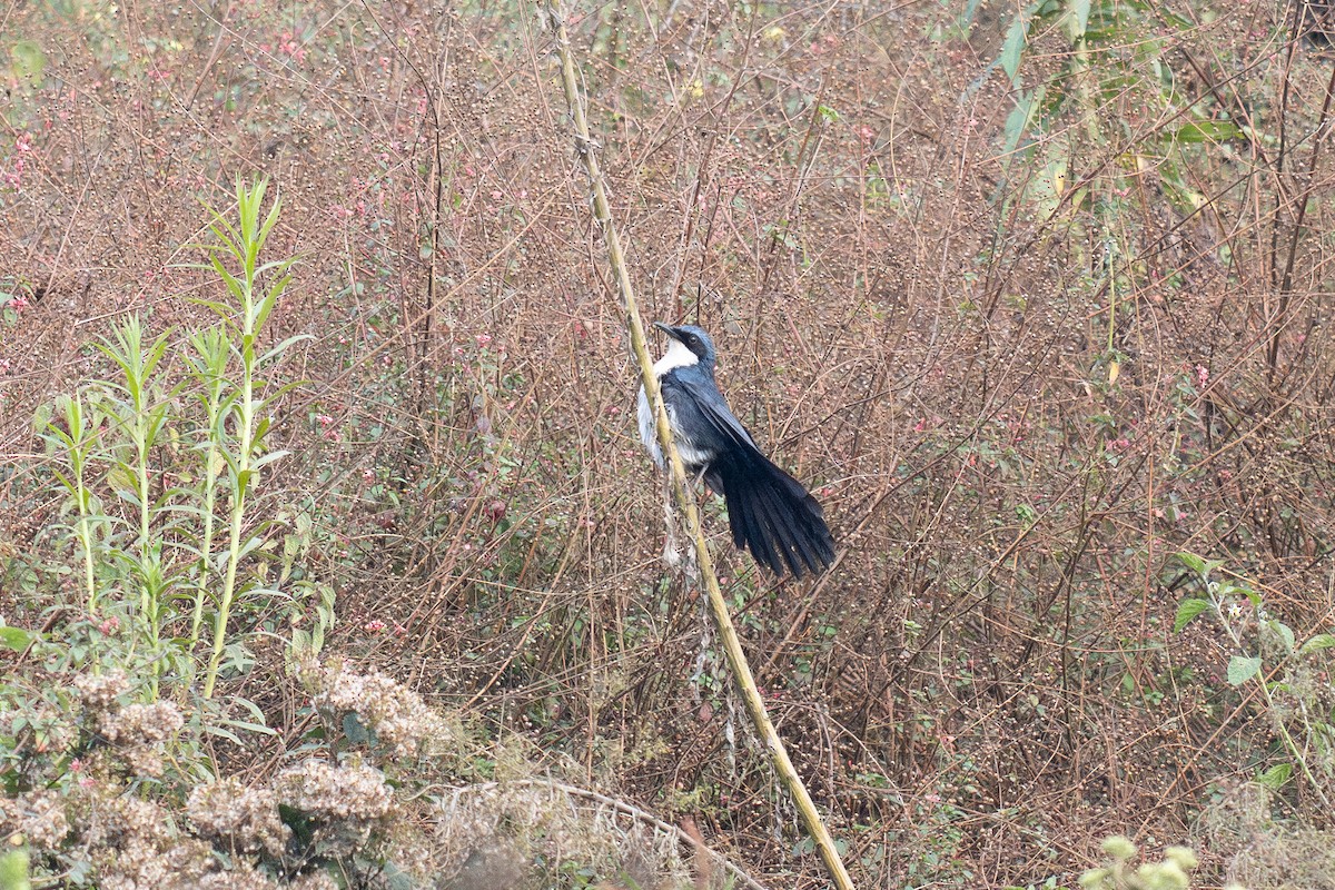 Blue-and-white Mockingbird - ML633945963