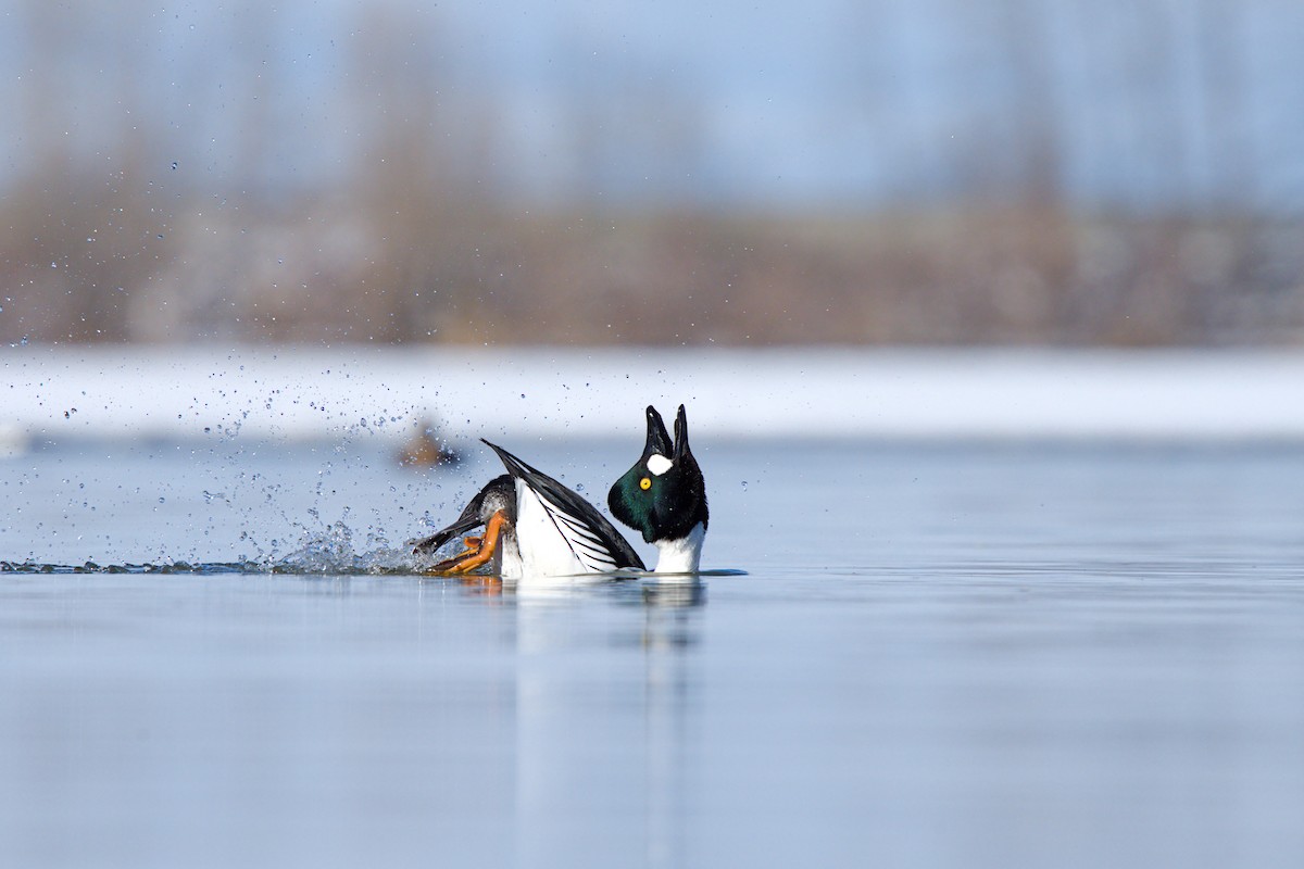 Common Goldeneye - ML633945968