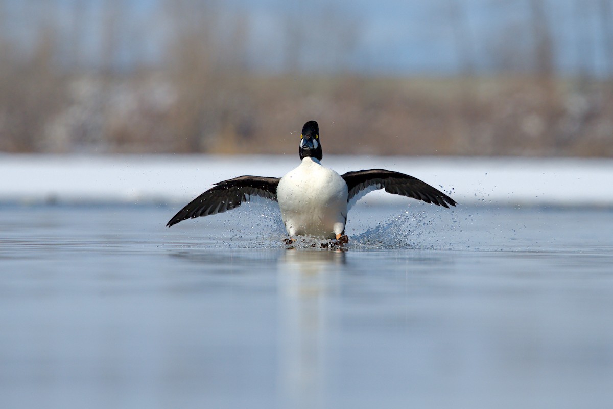 Common Goldeneye - ML633945979