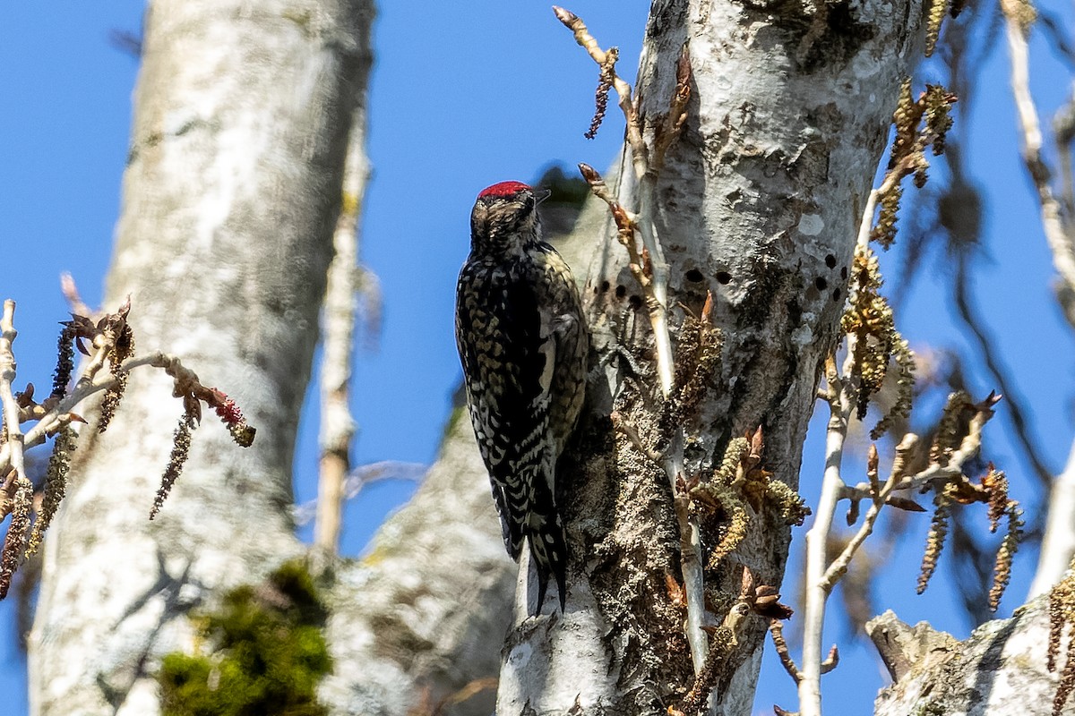 Pic maculé - ML633946023