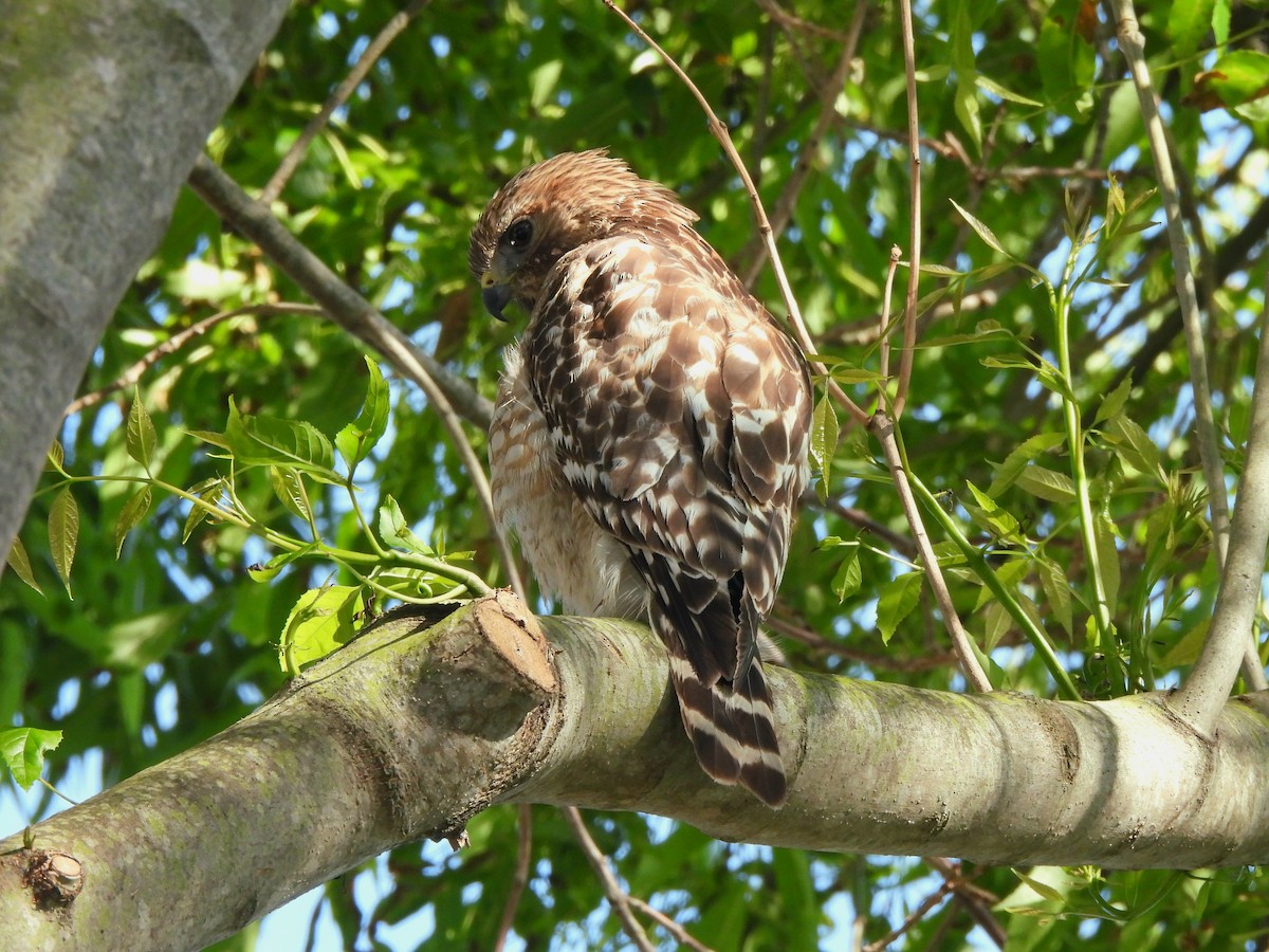 Red-shouldered Hawk - ML633946196