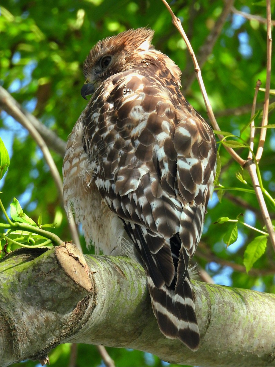 Red-shouldered Hawk - ML633946197
