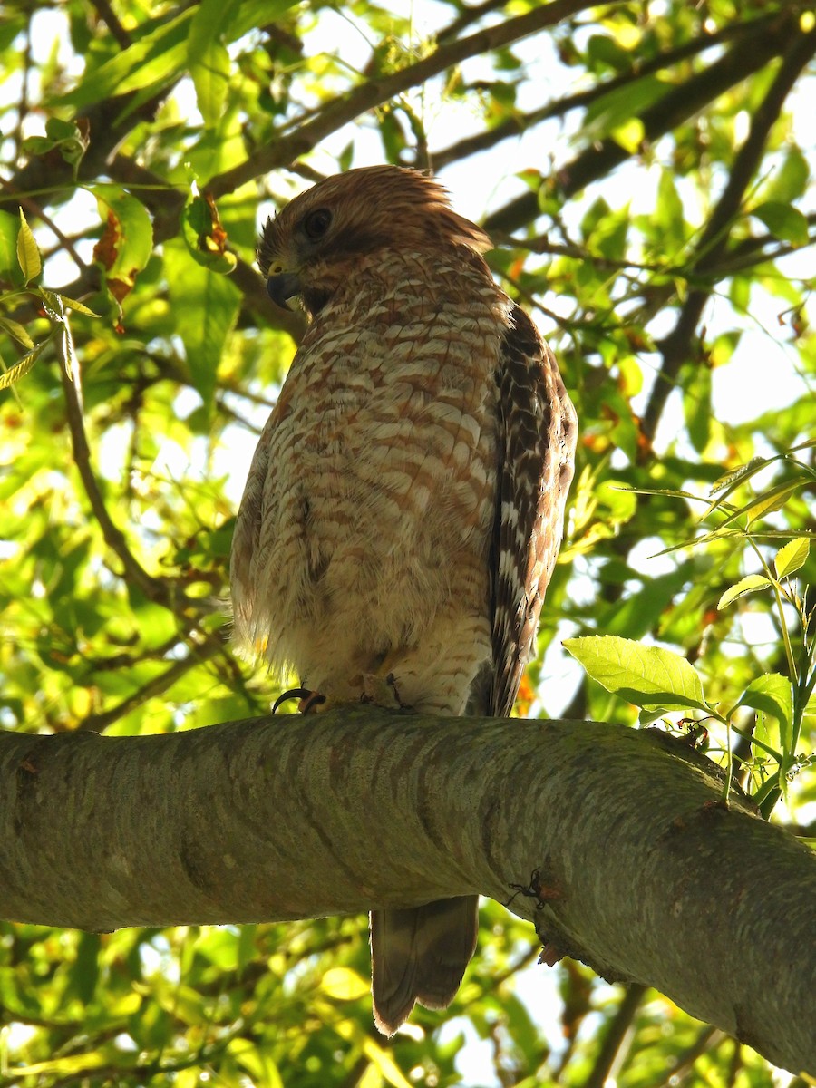 Red-shouldered Hawk - ML633946198