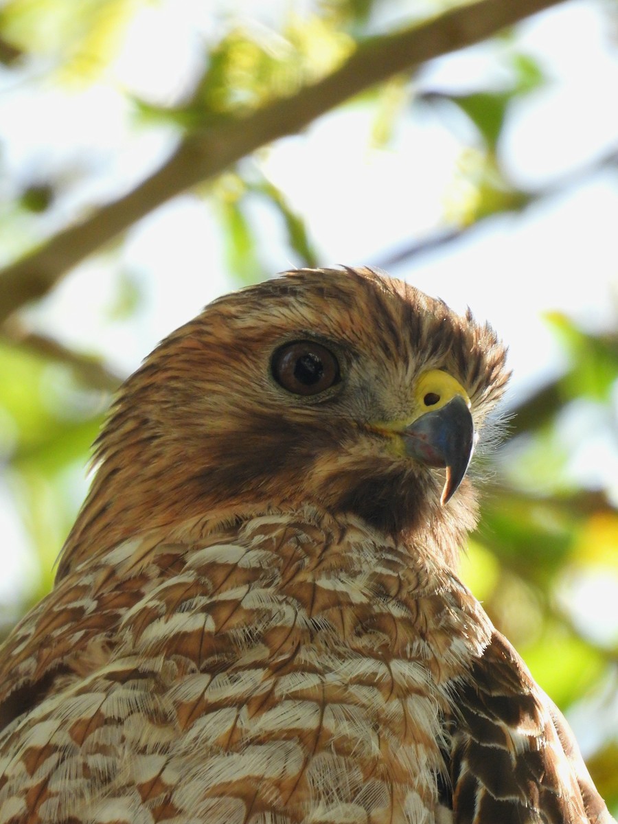 Red-shouldered Hawk - ML633946199
