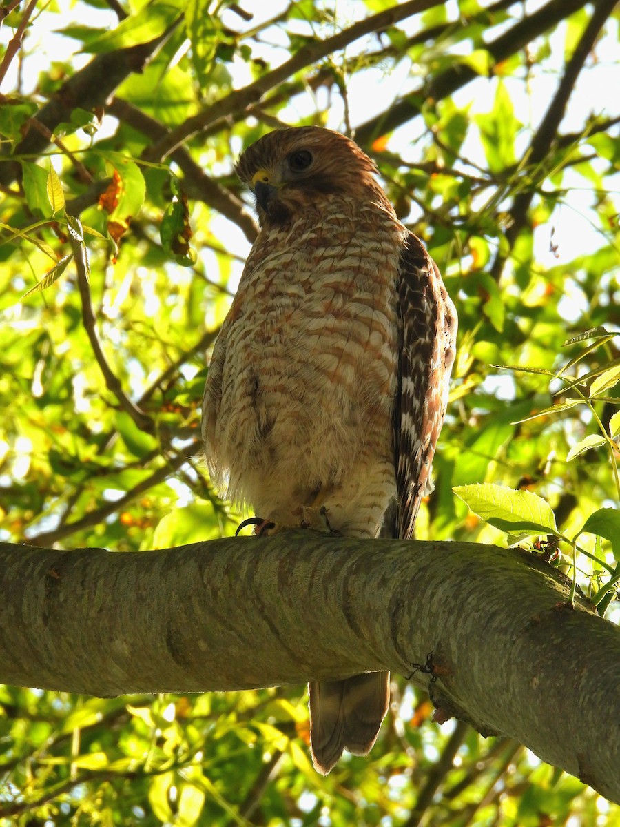 Red-shouldered Hawk - ML633946200