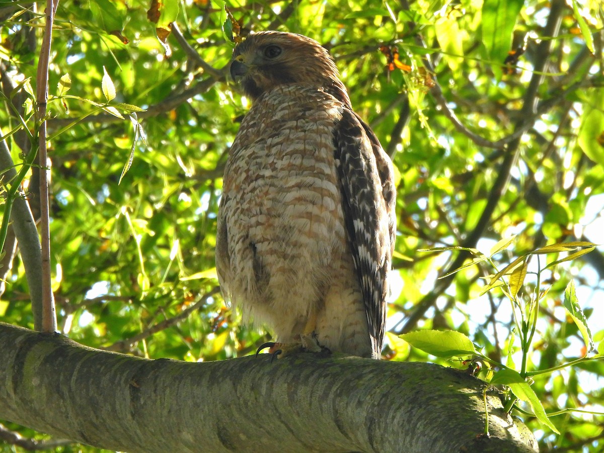Red-shouldered Hawk - ML633946201