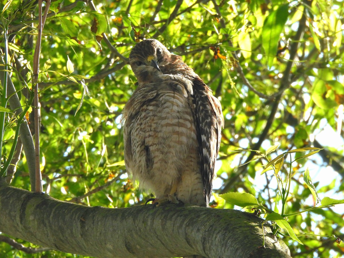 Red-shouldered Hawk - ML633946202
