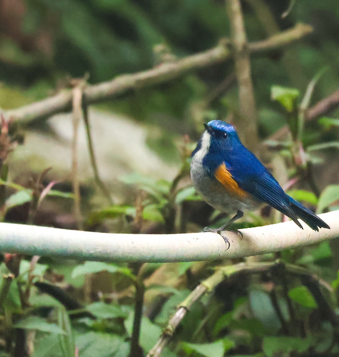 Himalayan Bluetail - ML633946203