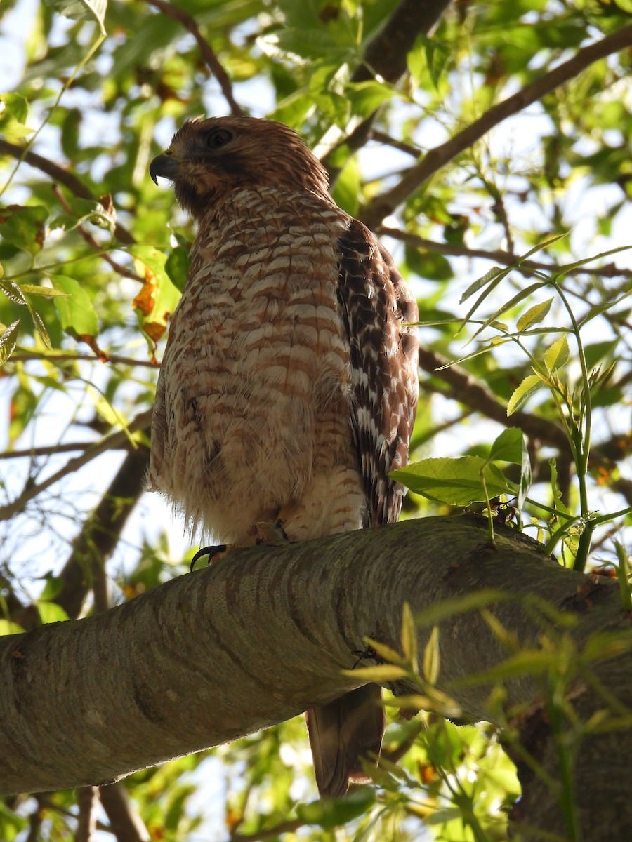 Red-shouldered Hawk - ML633946204
