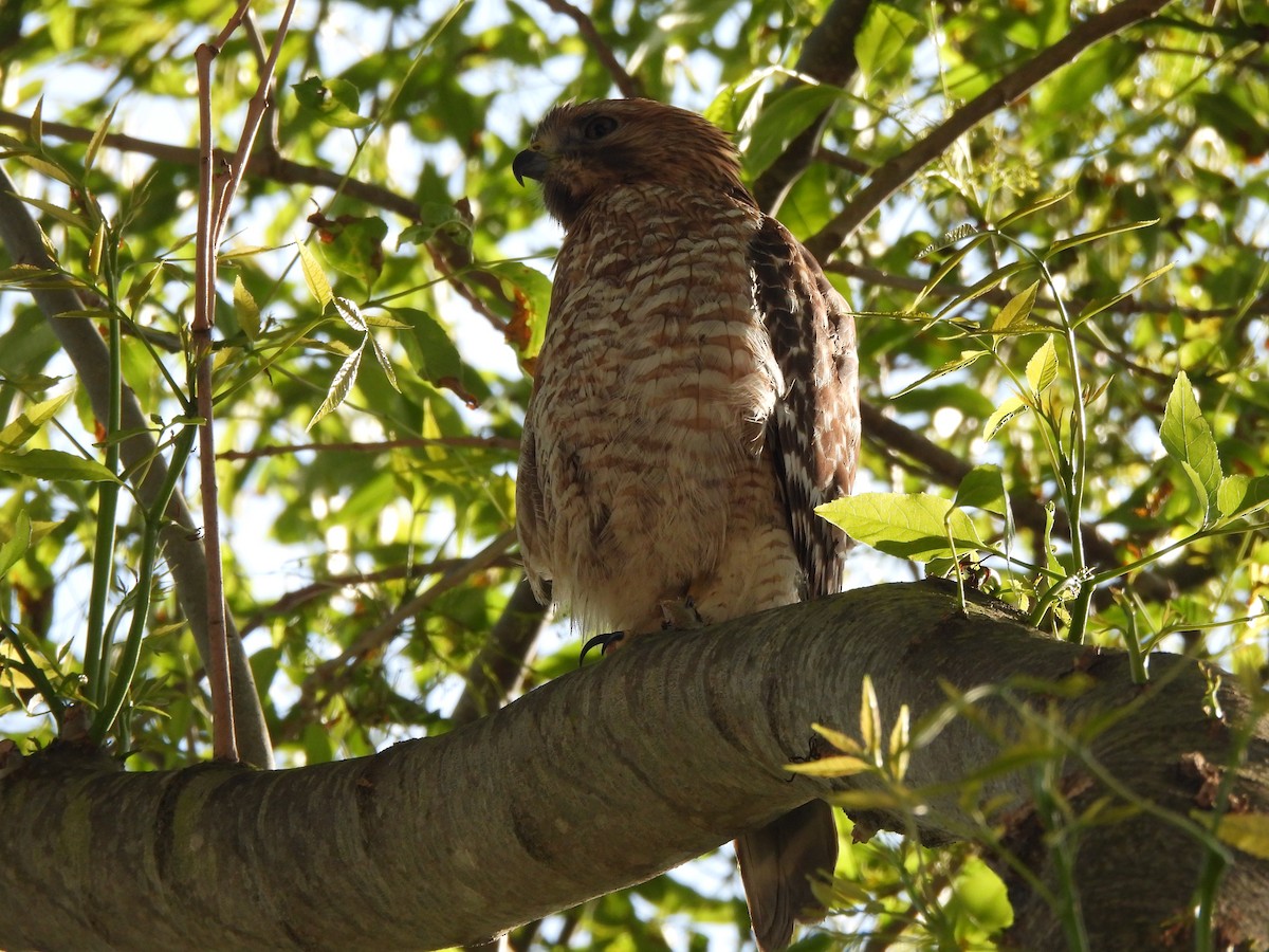 Red-shouldered Hawk - ML633946205