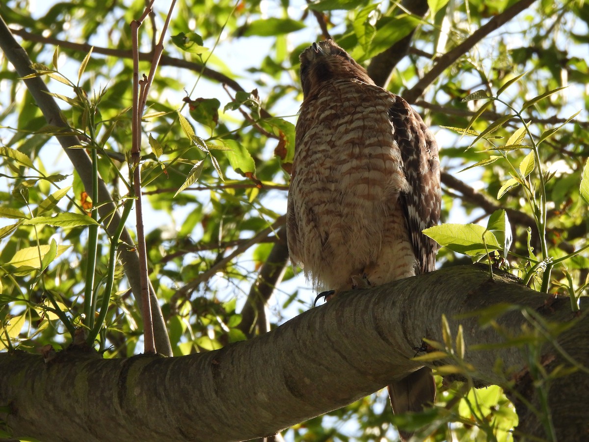 Red-shouldered Hawk - ML633946206