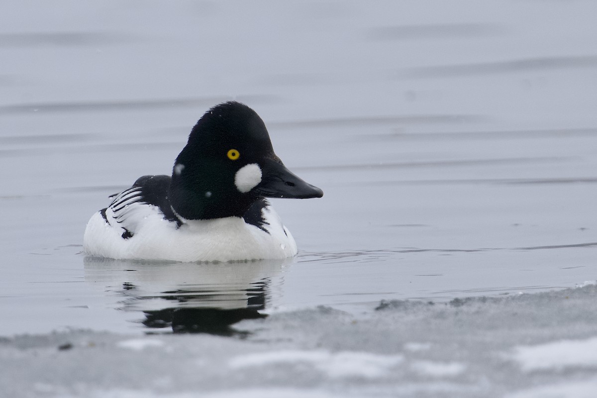Common Goldeneye - ML633946246