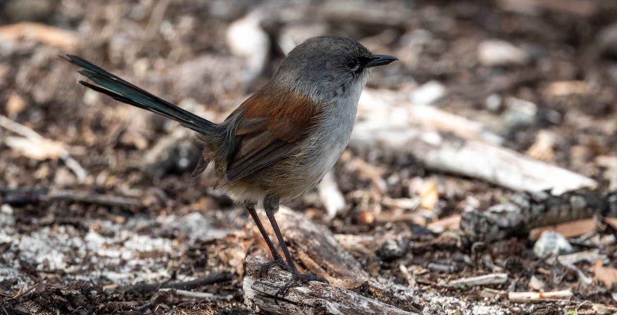 Red-winged Fairywren - ML633946508