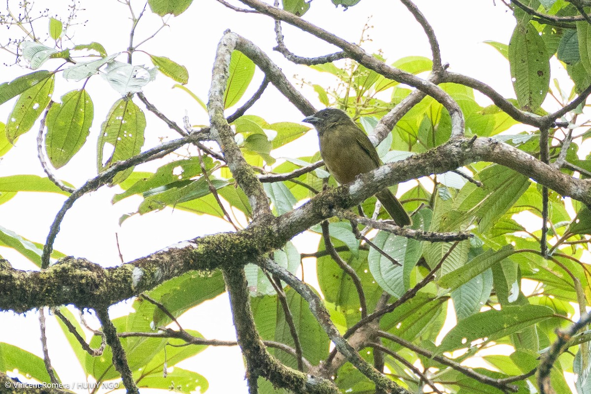 Ochre-breasted Tanager - ML633946536