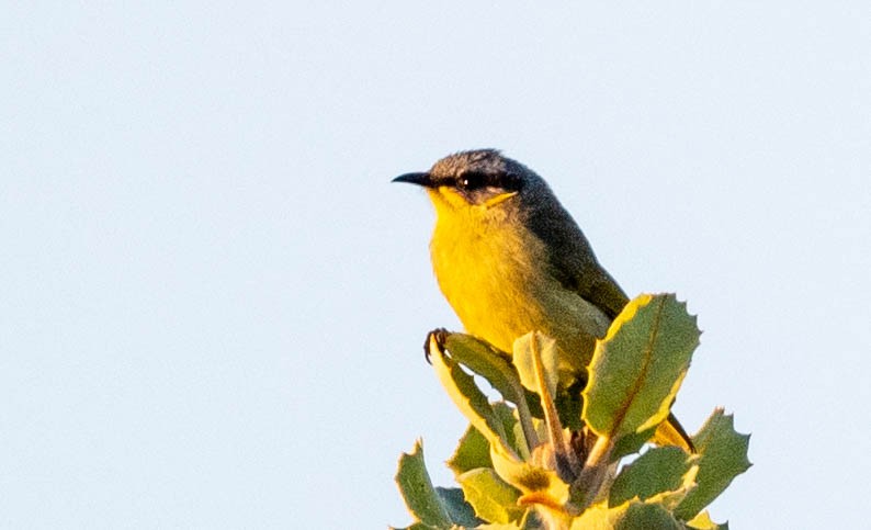 Purple-gaped Honeyeater - ML633946538
