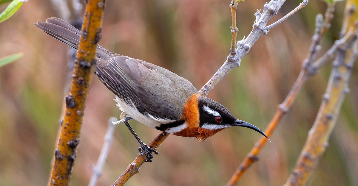 Western Spinebill - ML633946546