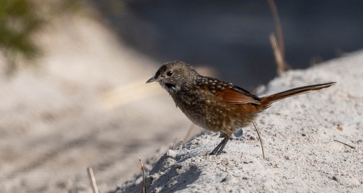 Western Bristlebird - ML633946600