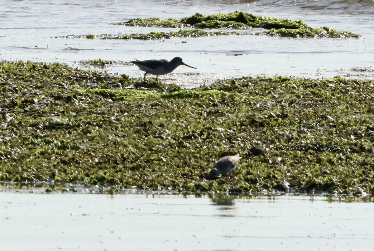 Terek Sandpiper - ML633946614