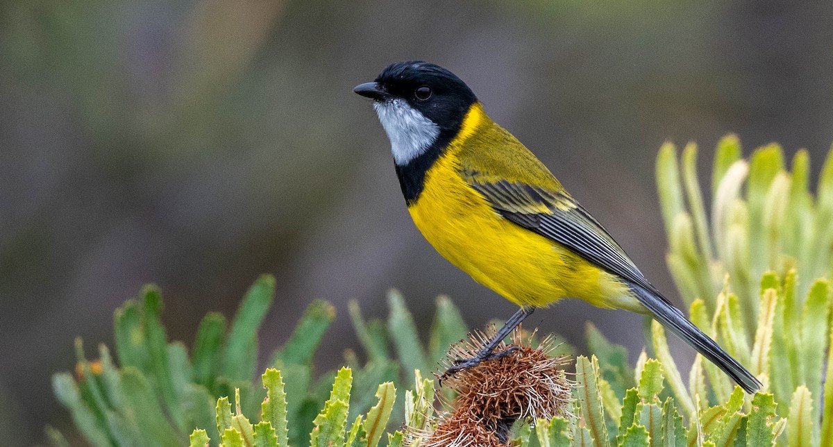 Golden Whistler (Western) - ML633946615