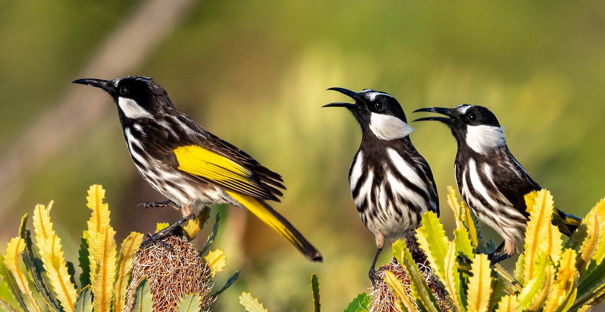 White-cheeked Honeyeater - ML633946625