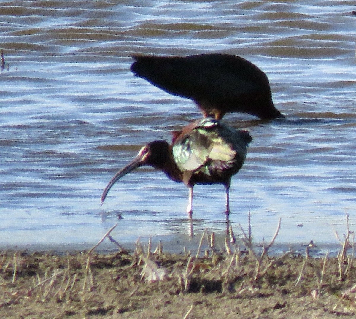 White-faced Ibis - ML633946660