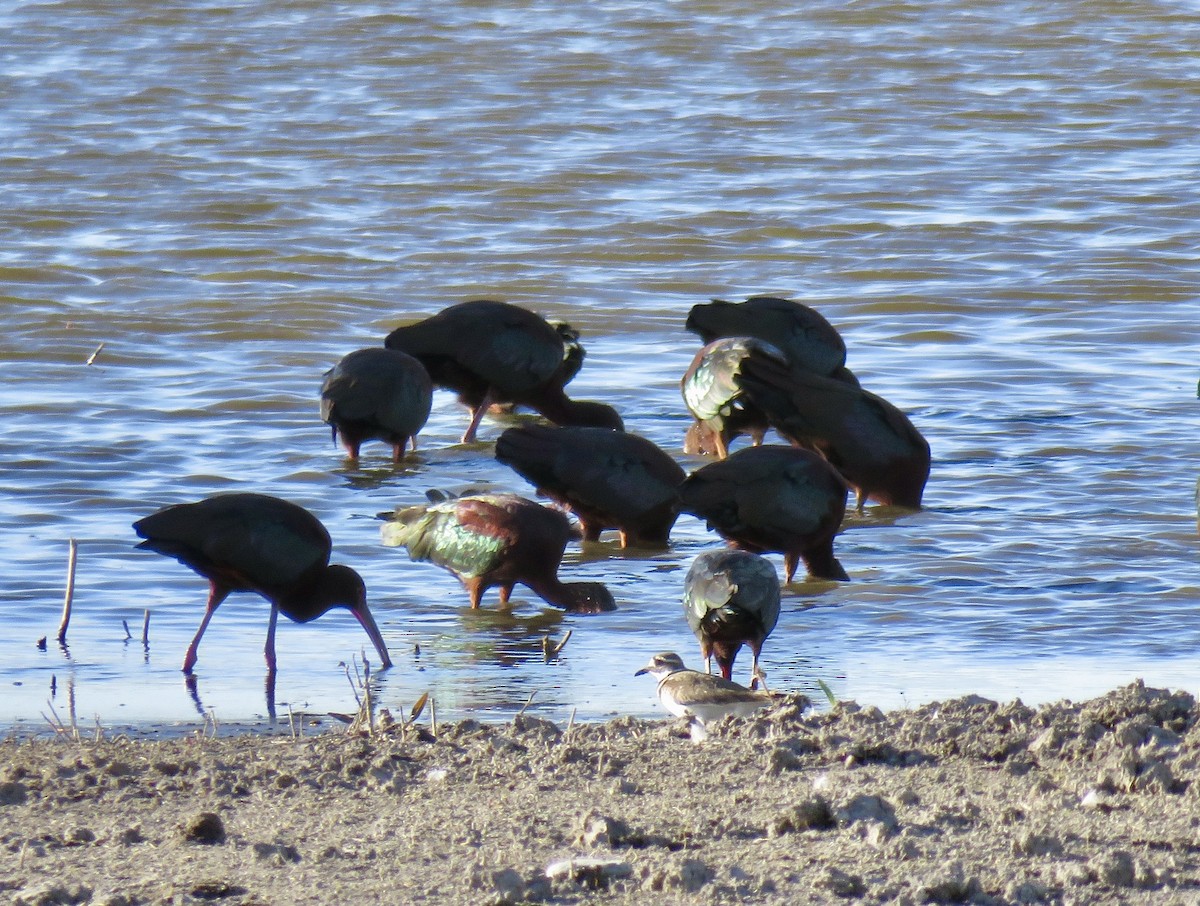 White-faced Ibis - ML633946661