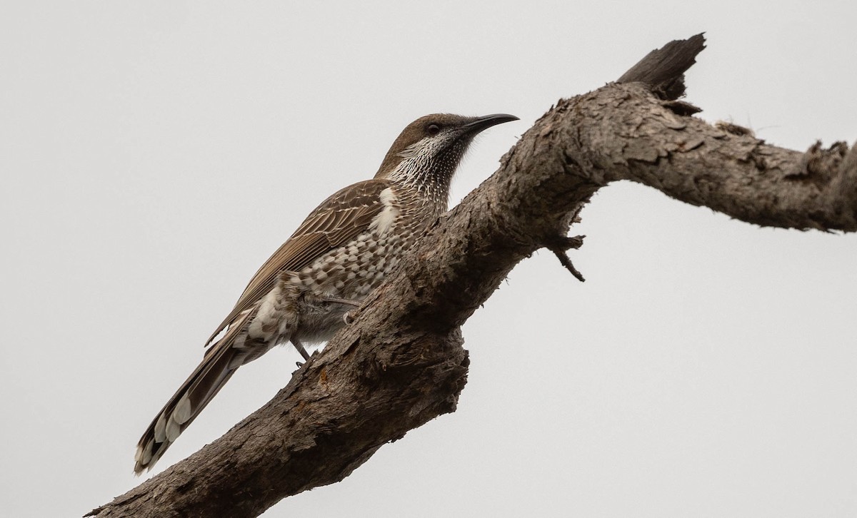 Western Wattlebird - ML633946697