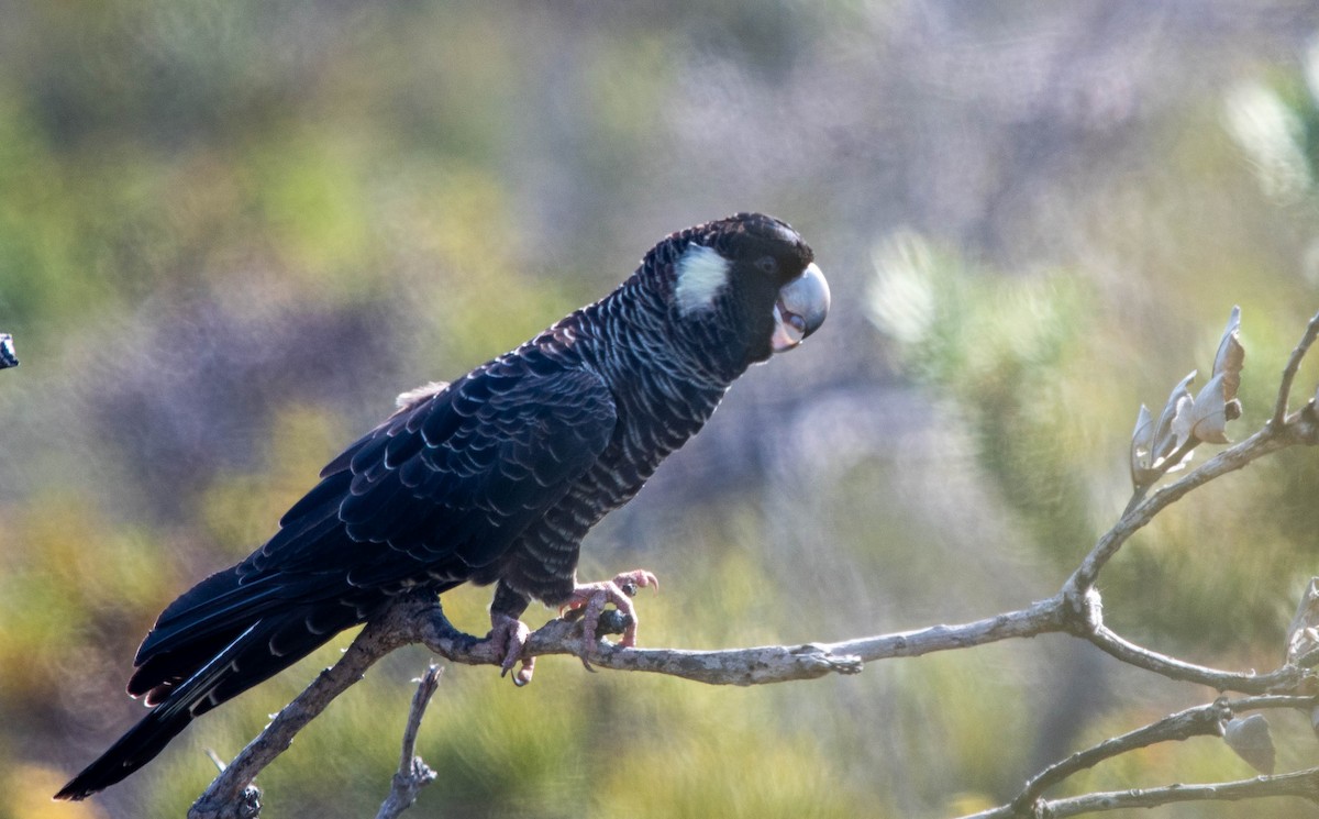 Carnaby's Black-Cockatoo - ML633946715