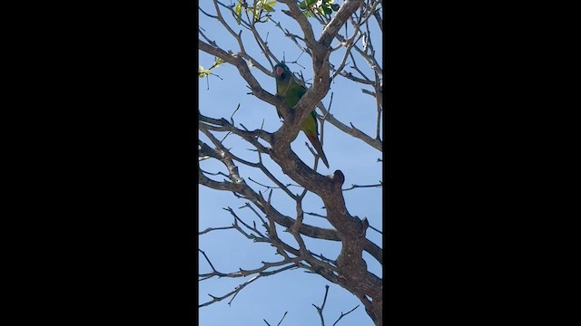 Blue-crowned Parakeet - ML633946782