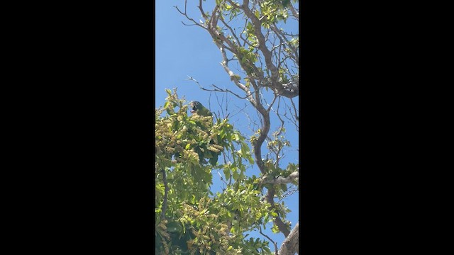 Blue-crowned Parakeet - ML633946783