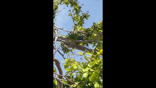 Blue-crowned Parakeet - ML633946787