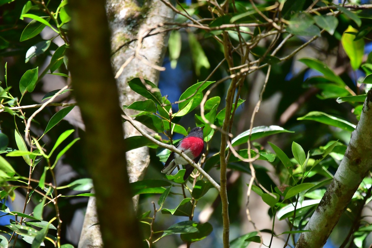 Rose Robin - ML633946797