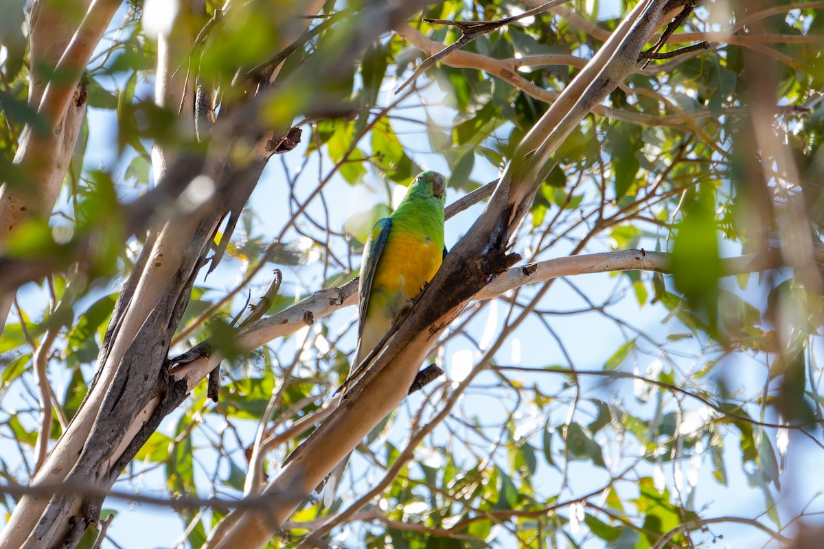 Red-rumped Parrot - ML633946851